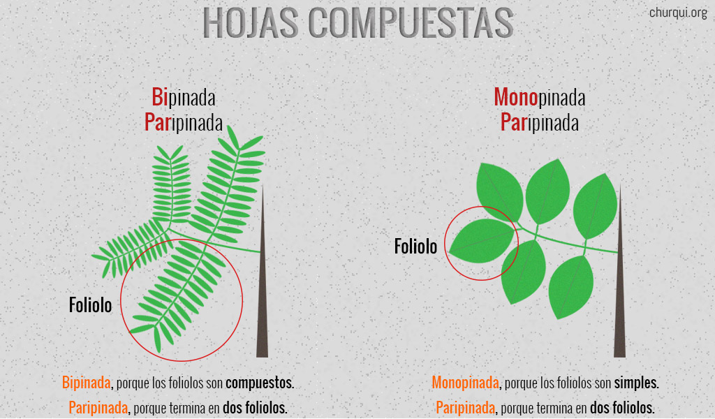 Esquema de una Hoja Compuesta Monopinada-Paripinada y de otra hoja compuesta Bipinada-Paripinada.jpg