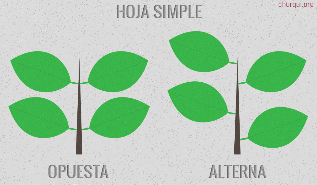 Esquema de la Hoja Simple Alterna y Opuesta.