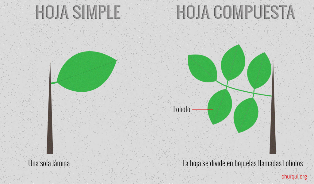 Esquema de la Hoja Simple y Compuesta.