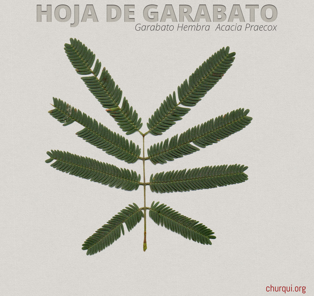 Hoja de Garabato Hembra. Acacia Praecox.