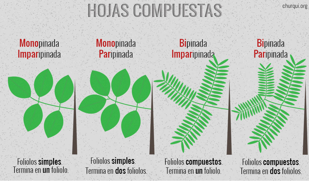 Esquema de Hojas Compuestas Monopinada-Paripinada, Monopinada-Imparipinada, Bipinada-Imparipinada y Bipinada-Paripinada.