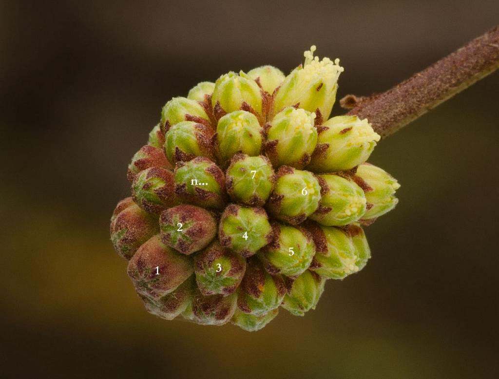 Inflorescencia de Garabato Hembra, Acacia praecox, a punto de florecer.