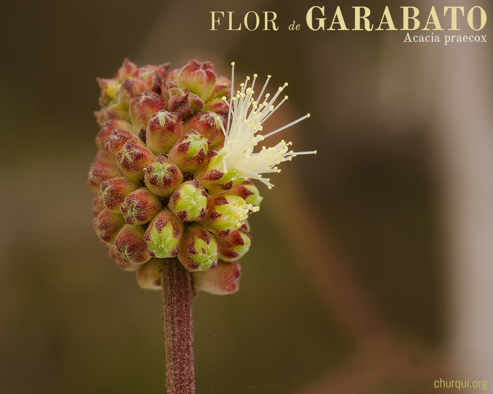 Inflorescencia de Garabato Hembra, Acacia praecox, floreciendo.