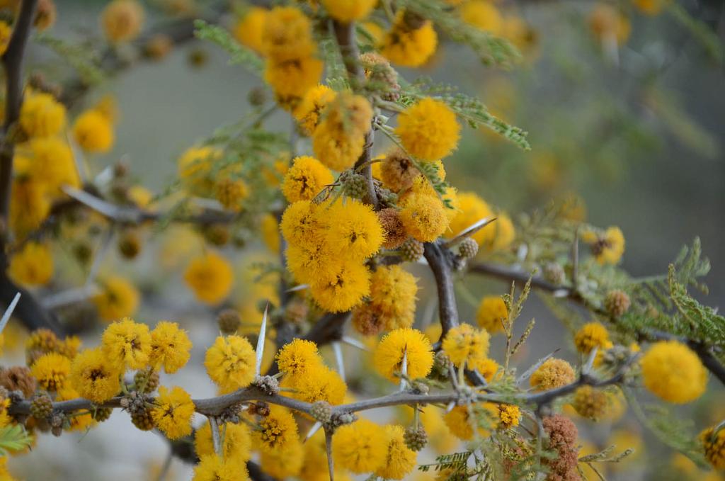 Flor de Espinillo