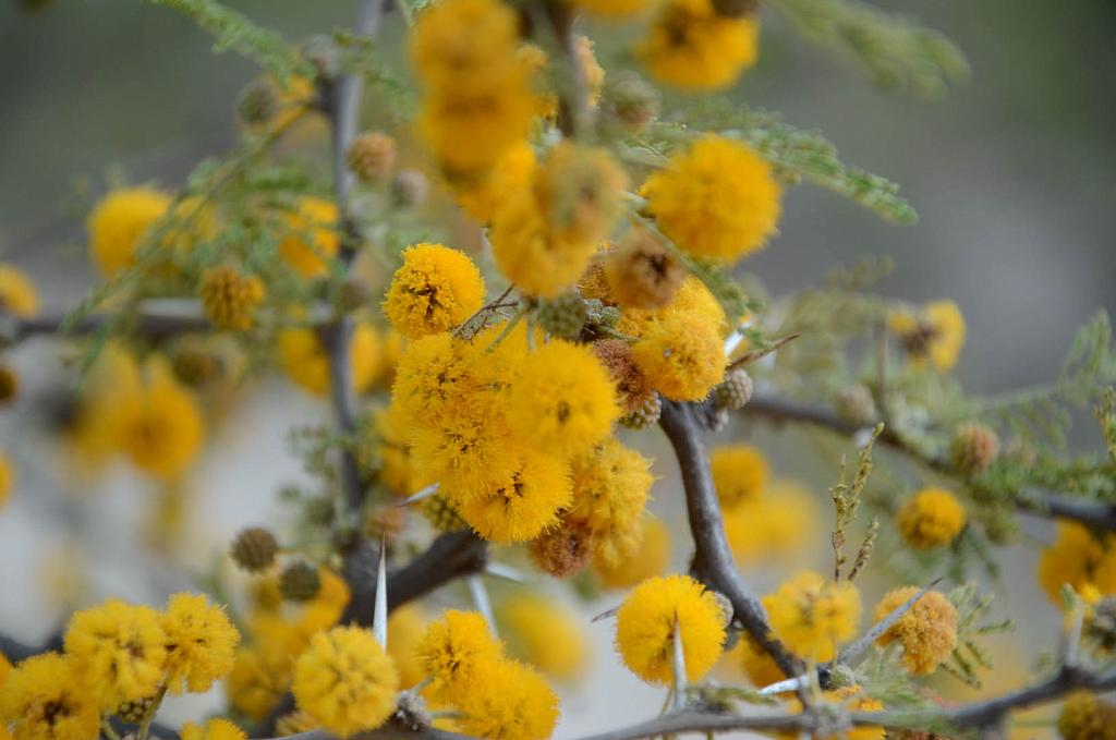 Flor de Espinillo