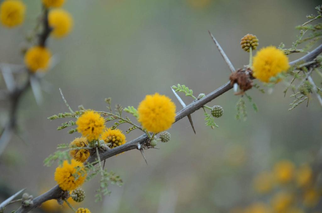 Flor de Espinillo