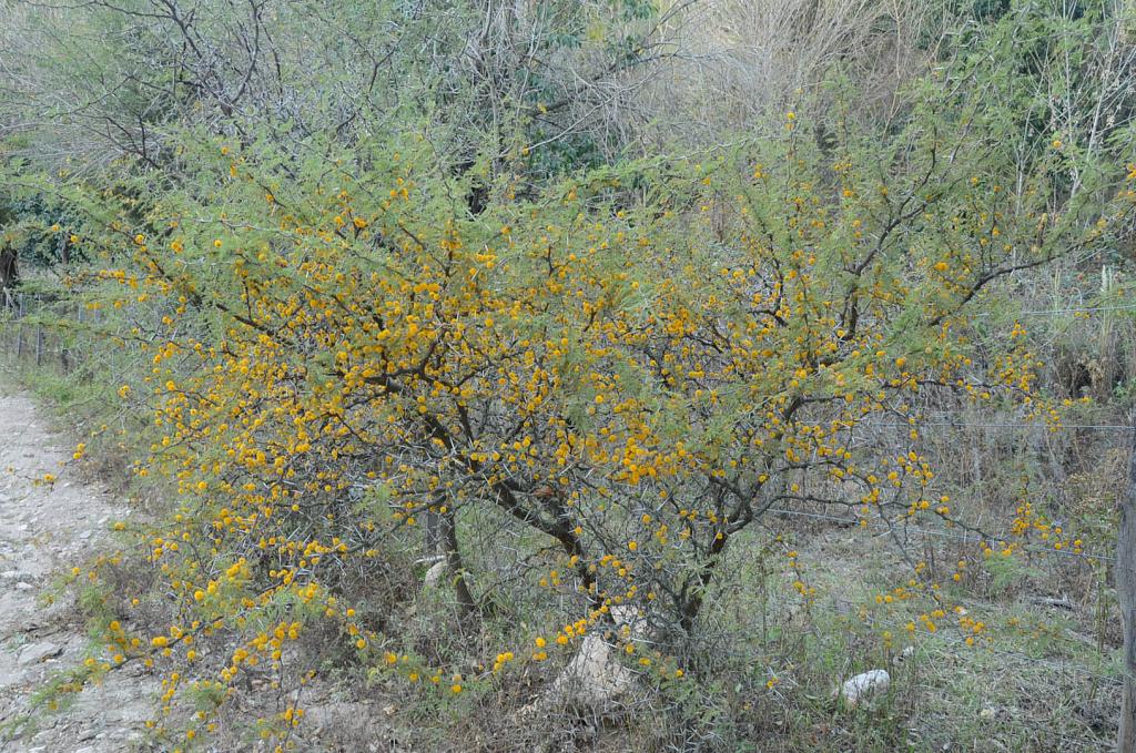 Flor de Espinillo