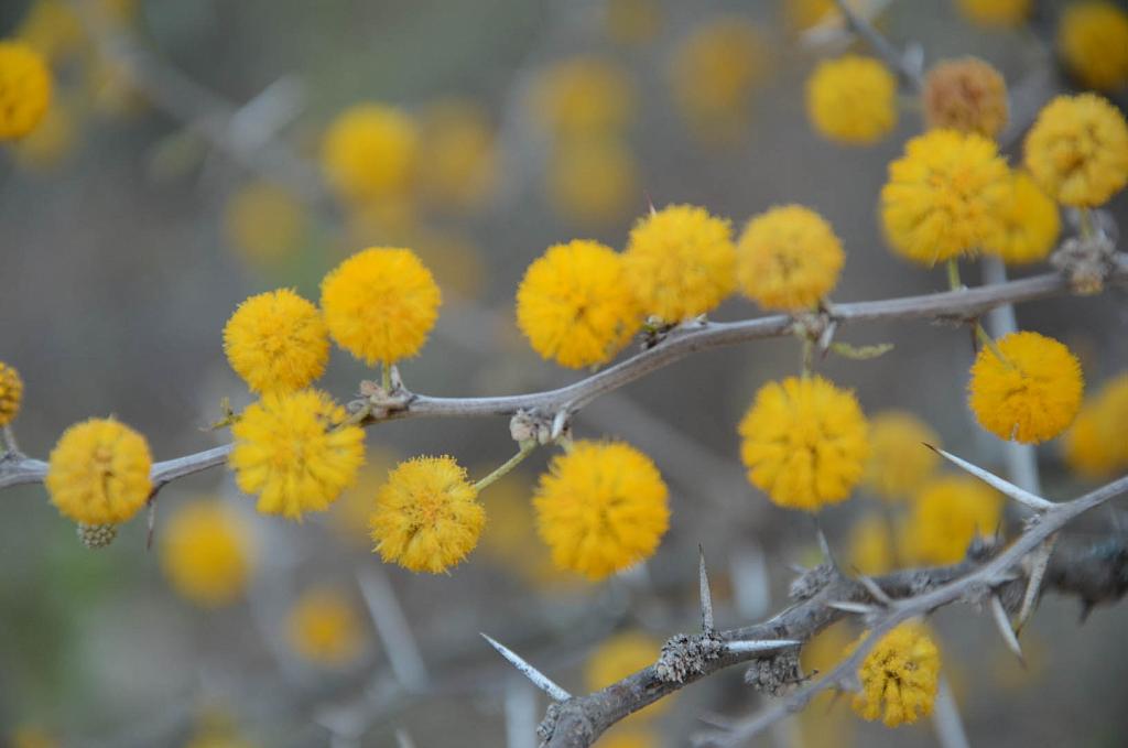 Flor de Espinillo