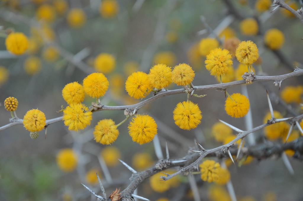 Flor de Espinillo