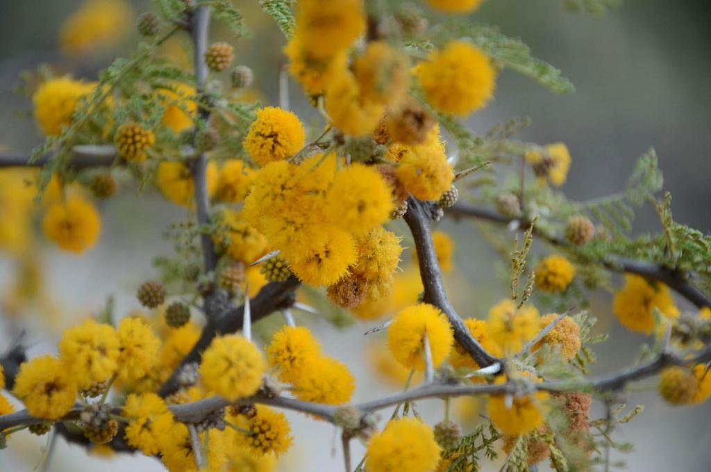 Flor de Espinillo