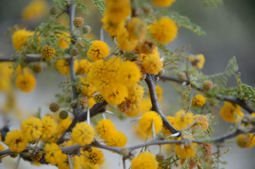 Flor de Espinillo