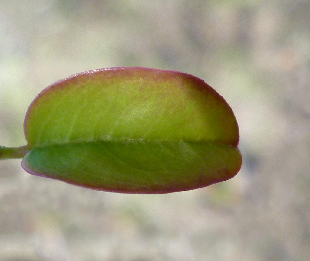 Hoja de Albaricoque. Está hoja está transicionando a su madurez final, y se muestra con los bordes rojos y el centro verde. 