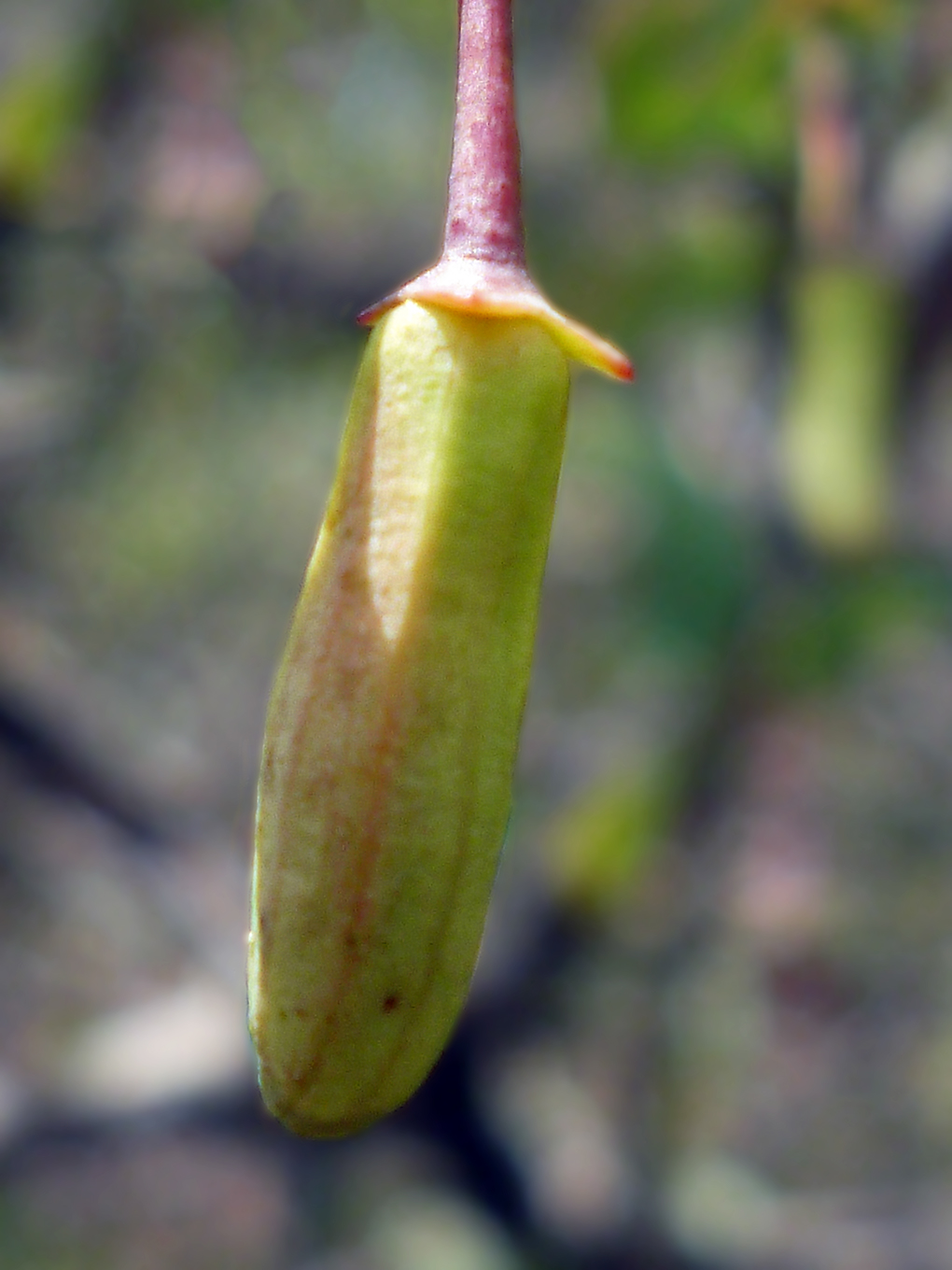 Flor de Alvarillo del Campo pronta a abrir sus pétalos. Nótese el largo y rojo pedúnculo. 

Una vez polinizada, esta misma flor se convierte en el fruto jugoso y dulce que es tan similar a un Damasco.
