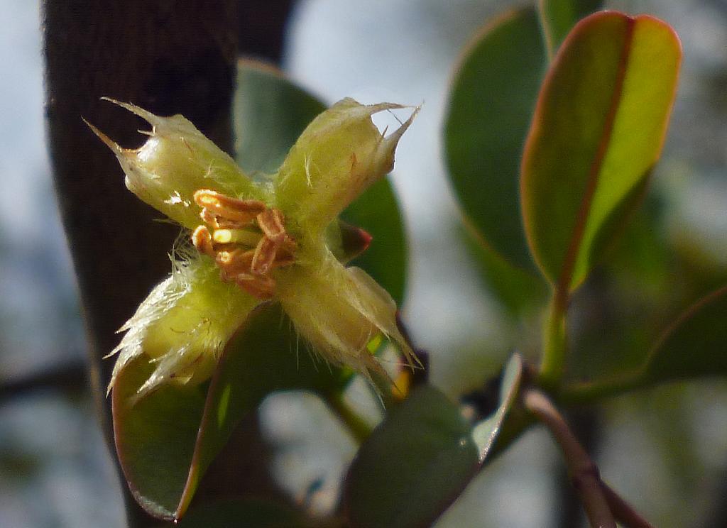 Aquí observamos la flor del Alvarillo del Campo plenamente abierta, con sus pétalos desplegados de par en par.