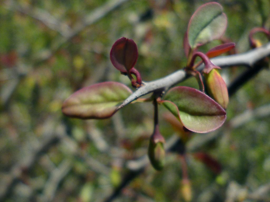 
En el Alvarillo del Campo, similar a lo que sucede con el Guindillo en Otoño y en Invierno, que se vuelven rojas mientras se marchitan, las hojas nuevas brotan tintas de tonos rojos, amarillos y naranjas. 
Luego, a medida que la hoja madura, gradualmente se tiñe de verde.

Como muchos otros árboles nativos, las ramas principales y las ramitas menores terminan con una aguda espina por punta. 