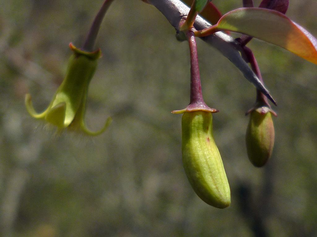 Otra imagen de la flor abierta y por abrir.

Los pedúnculos son largos y gruesos porque tienen luego que sostener el fruto, más pesado y voluminoso.