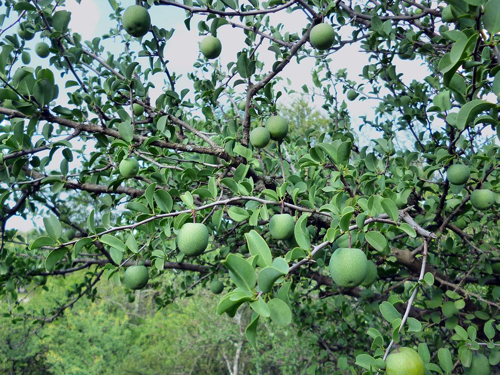 Frutos y más frutos, aún verdes, del Alvarillo. 

Más que generoso, pródigo, es de ver cómo se esmera, y con qué empeño, en dar lo mejor de sí, fruto a fruto.