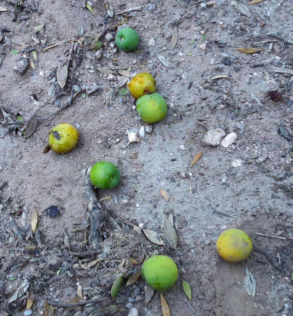 Ya maduros, los frutos del Alvarillo caen y quedan a sus pies, como ofrenda a los muchos animales que los devoran con avidez.

¡Qué manjar para zorros, comadrejas y lagartos overos!