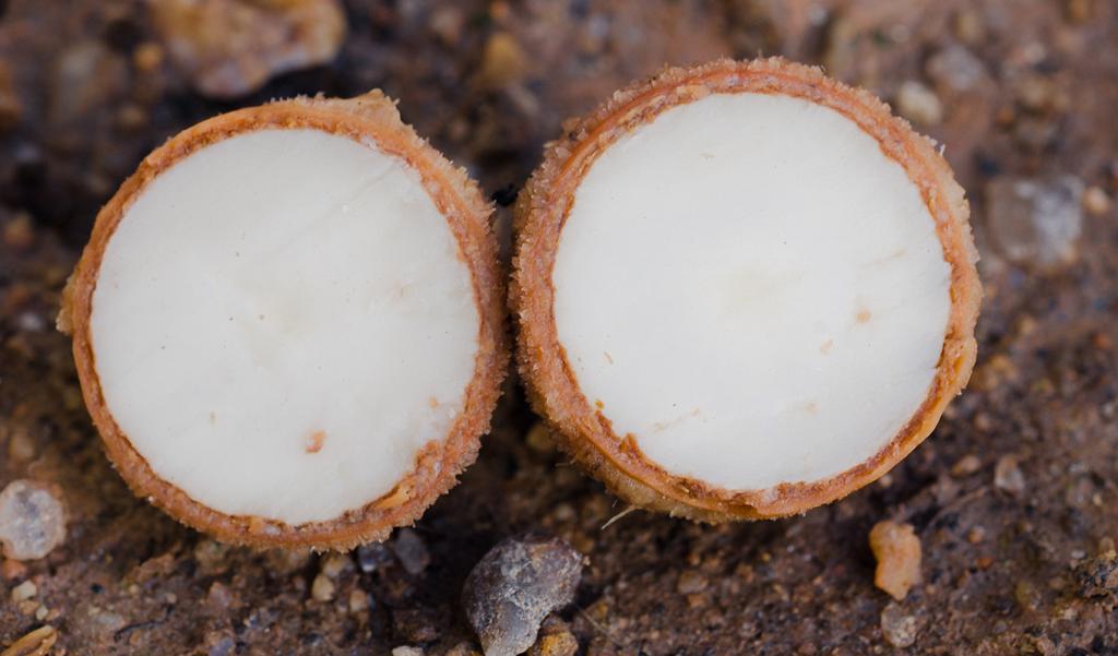Corte de una semilla de Alvarillo del Campo.

La semilla es un carozo redondo, de unos 2 cm. de diámetro. Nótese el grosor de la corteza que la recubre. De aquí que la semilla sea tarda en germinar, puesto que el agua debe permearla para ingresar dentro y disparar el proceso germinativo. 