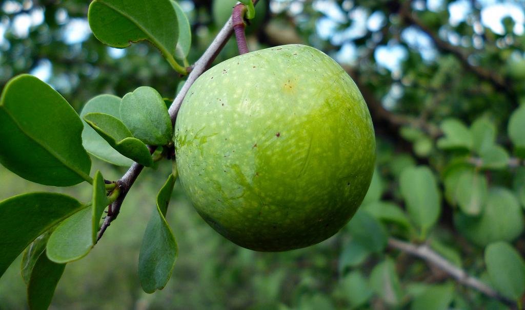 El fruto, sostenido por el pedúnculo de donde antes pendía la flor.