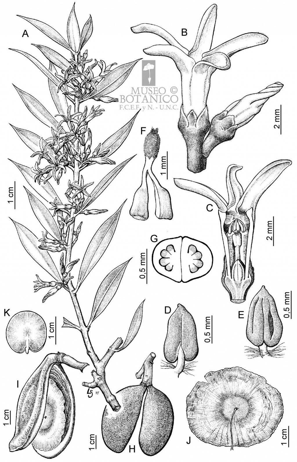 Esta ilustración describe, con exquisito detalle, la flor, hoja, semilla, fruto del Quebracho Blanco, con sus escalas respectivas. 

Cortesía del Museo Botánico, Facultad de Ciencias Exactas, Físicas y Naturales, Universidad Nacional de Córdoba.
