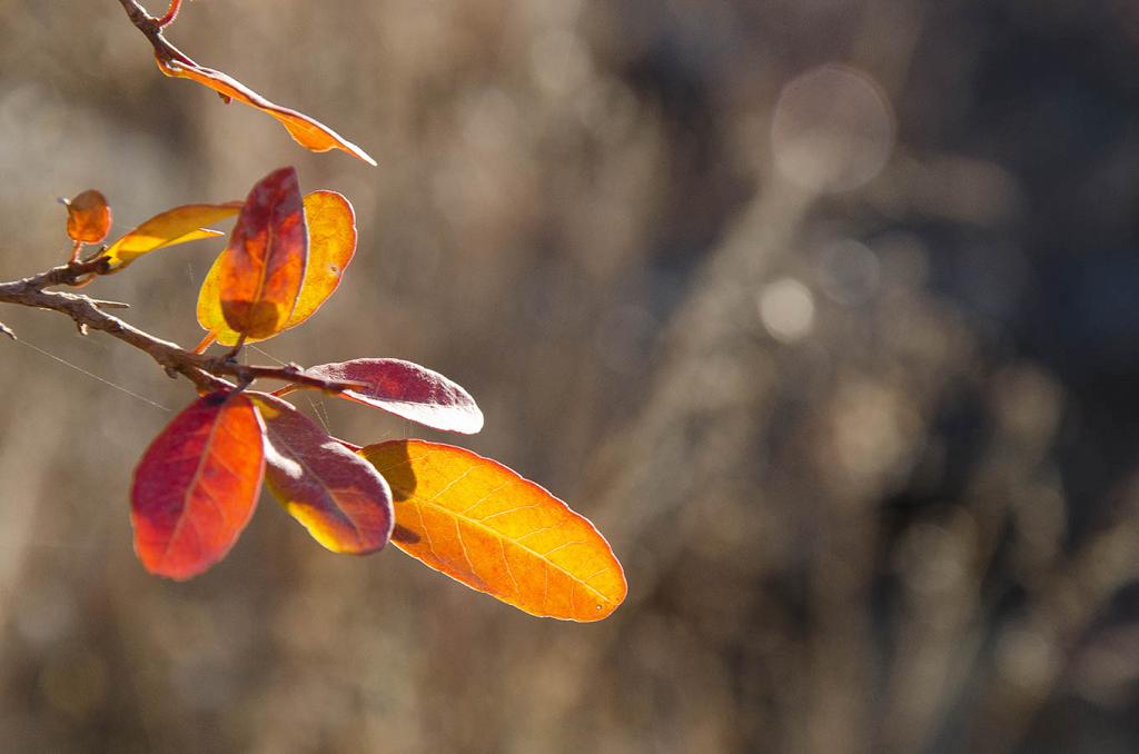 De un amarillo encendido, la luz invernal, suave y difusa, vibra dentro de esta hoja. Qué bella manera de morir, con tanta poesía sublime.