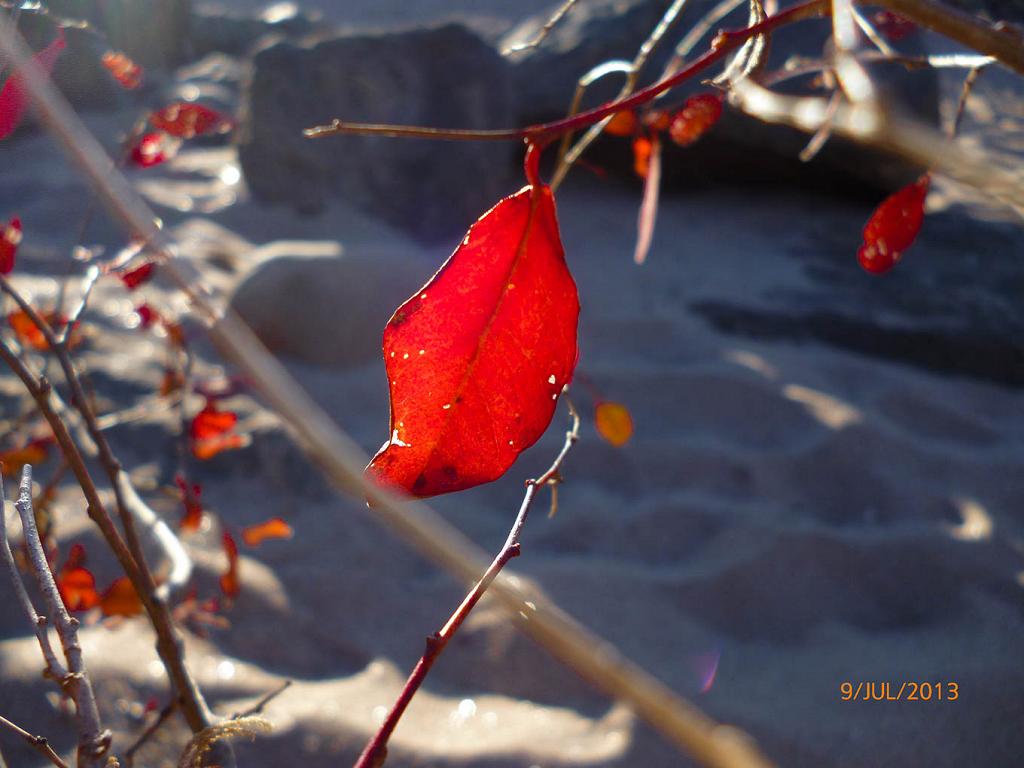 Se dijera editada esta fotografía, para lograr semejantes rojos rubí, pero aquí se muestra tal cual fue capturada por la cámara. Es como si, dentro de la hoja moribunda, se fermentase un exquisito y profano vino. Es como si se volviera de carne, y fluyera sangre inmolada por sus venas.