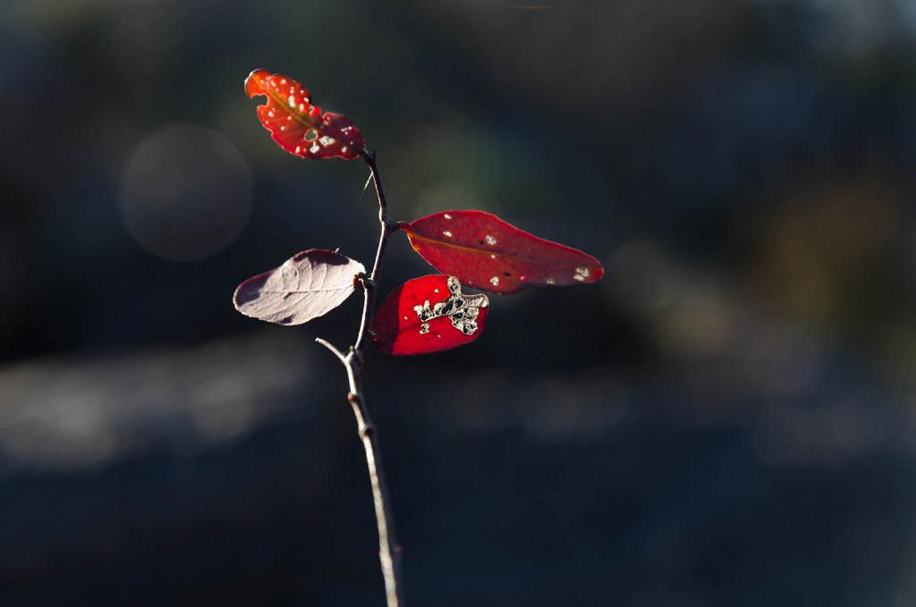El invierno ha sido recio y cruel, como lo evidencian estas lastimadas hojas. Heroicamente resisten, exhalando su último hálito de vida en una sublime explosión de color, las heladas y vientos de la noche.