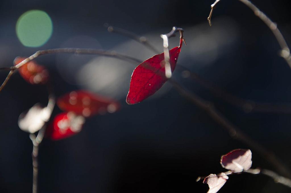 Inverosímil es, por cierto, el rojo rubí con que se marchita la hoja. Muere con poesía. 