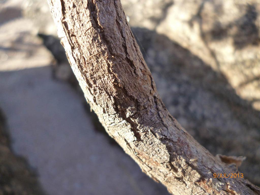 Tronco de Guindillo. En los ejemplares añosos, alcanza cuando mucho 20 cm. de diámetro. Aquí, escueto y torcido, sostiene un ejemplar joven.