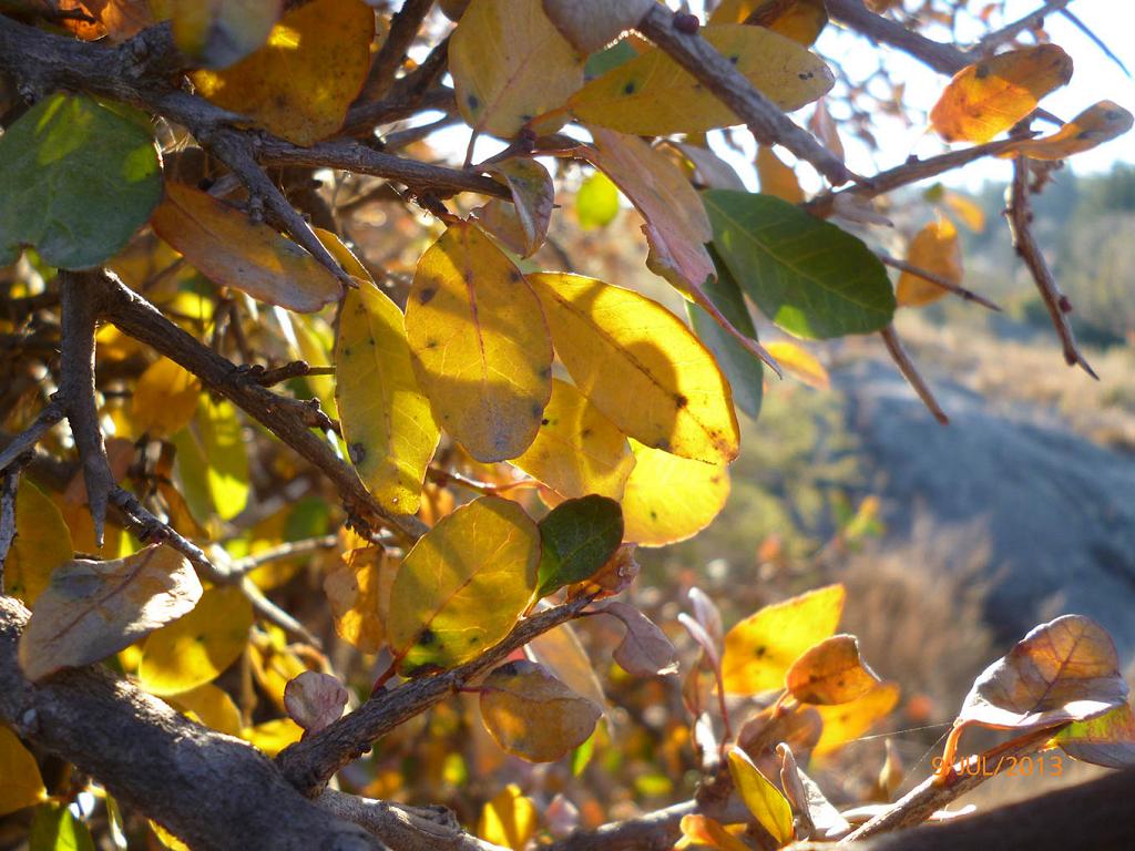 La amarilla calidez de los colores con los que se marchita el Guindillo colorean la tarde de invierno.