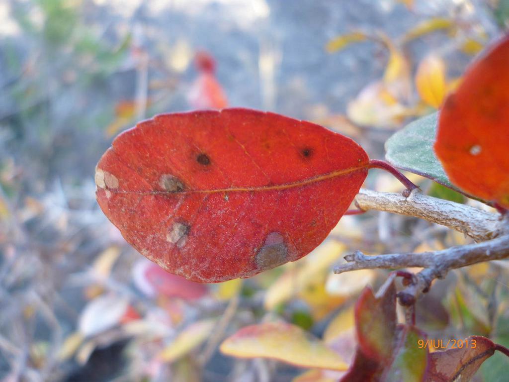 ¡Cómo brilla este rojo en la rama gris!