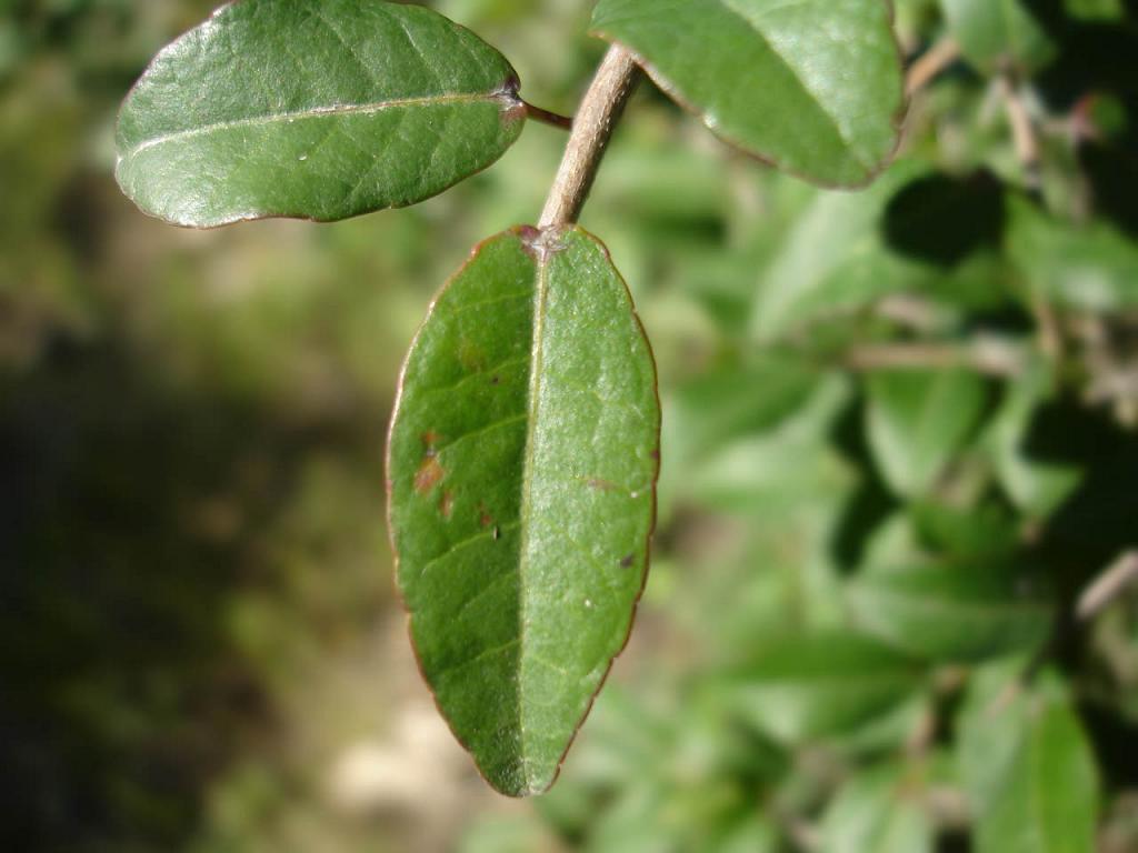 Hoja verde. ¡Qué contraste con la hoja mustia! Lo que tiene ésta de hermosa lo tiene aquélla de vulgar.