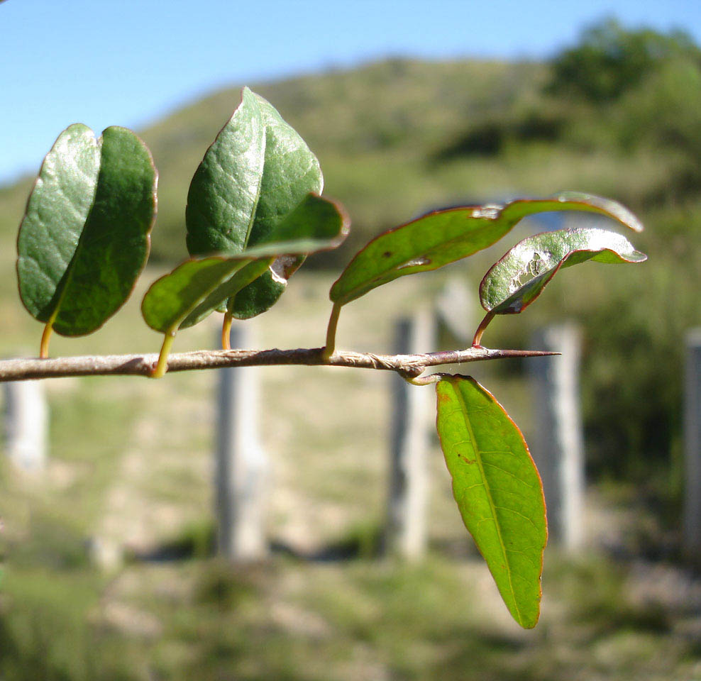 A diferencia de otras especies nativas brevemente pecioladas, el Guindillo no escatima en el largo de sus pecíolos. Sus pecíolos separan generosamente a la hoja de su rama sostén.