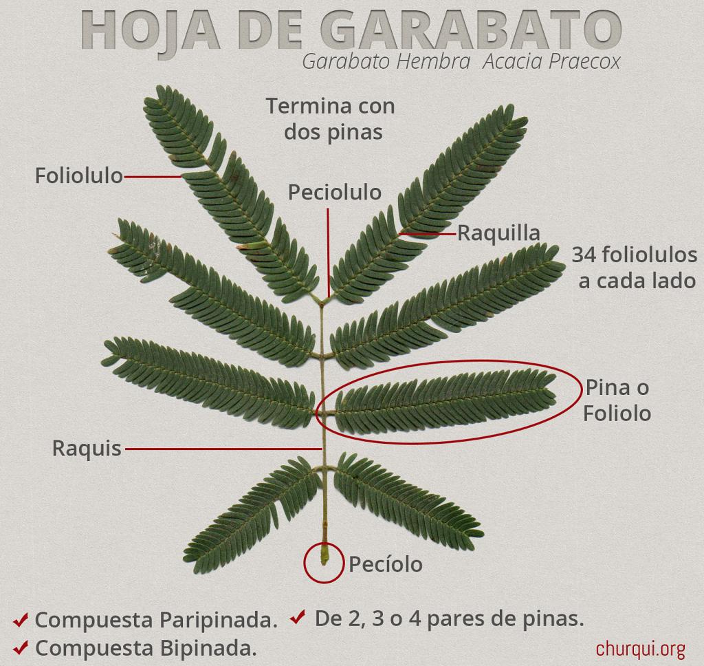 Hoja de Garabato