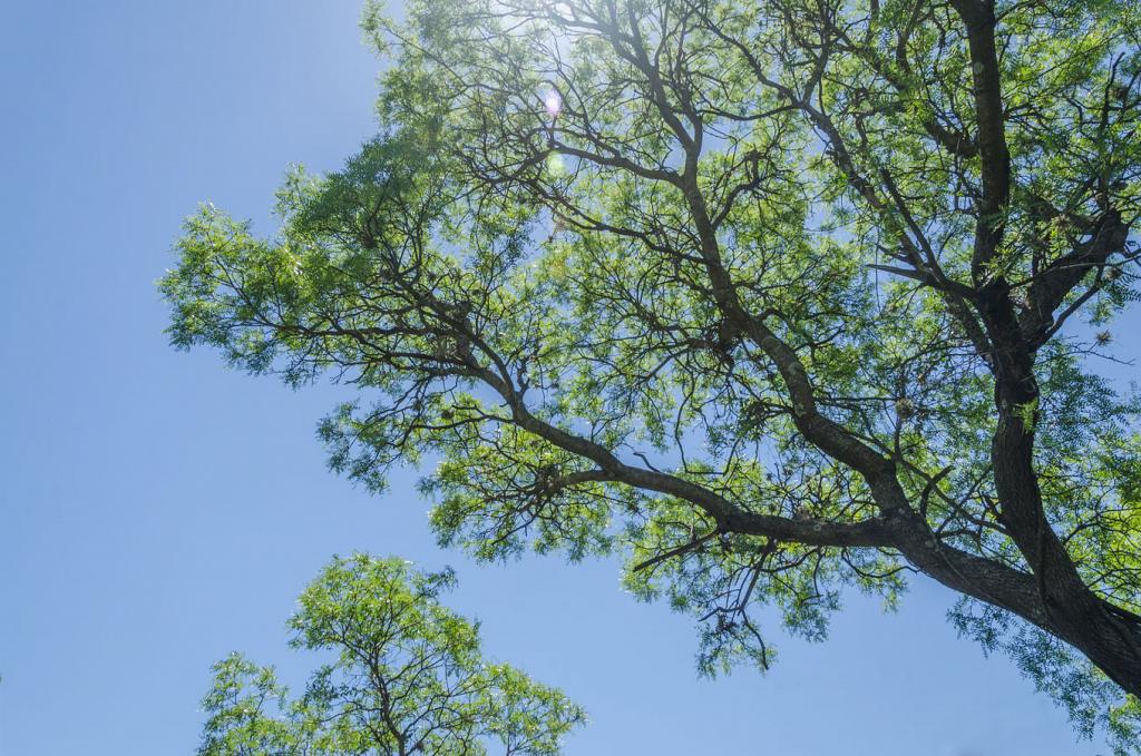 Con su altura y tamaño, las copas de los Horcos Quebracho tejen una bóveda verde, por entre la que se filtra el sol del mediodía. 

Me gusta caminar por bajo estas copas, con la mirada alzada al cielo. 
