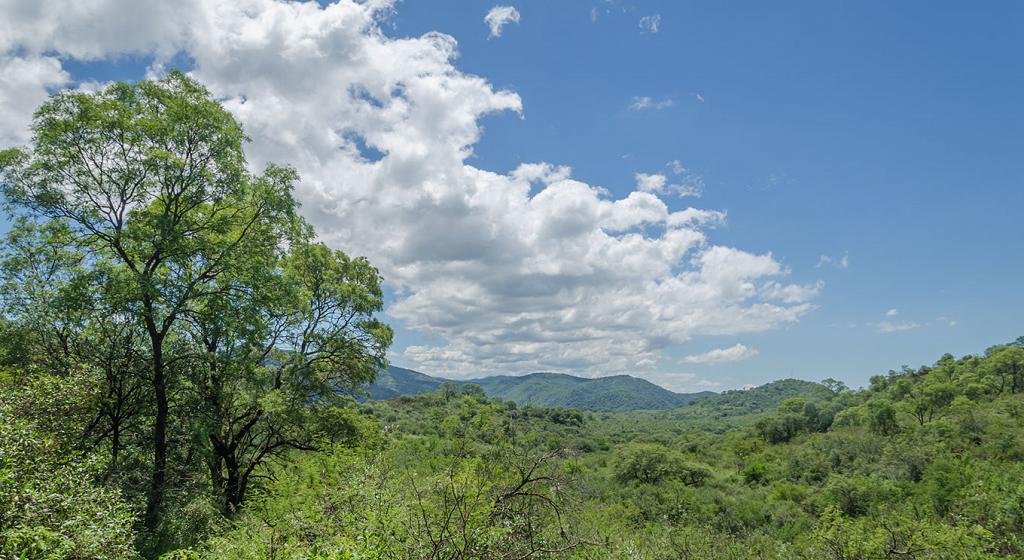 Como centinelas en una atalaya, estos soberbios Horco Quebracho otean el paisaje, que se dilata a sus pies. 

Cual columnas de un antiguo templo pagano, se erigen, sosteniendo azules celajes, bordados de blancas nubes pasajeras.
