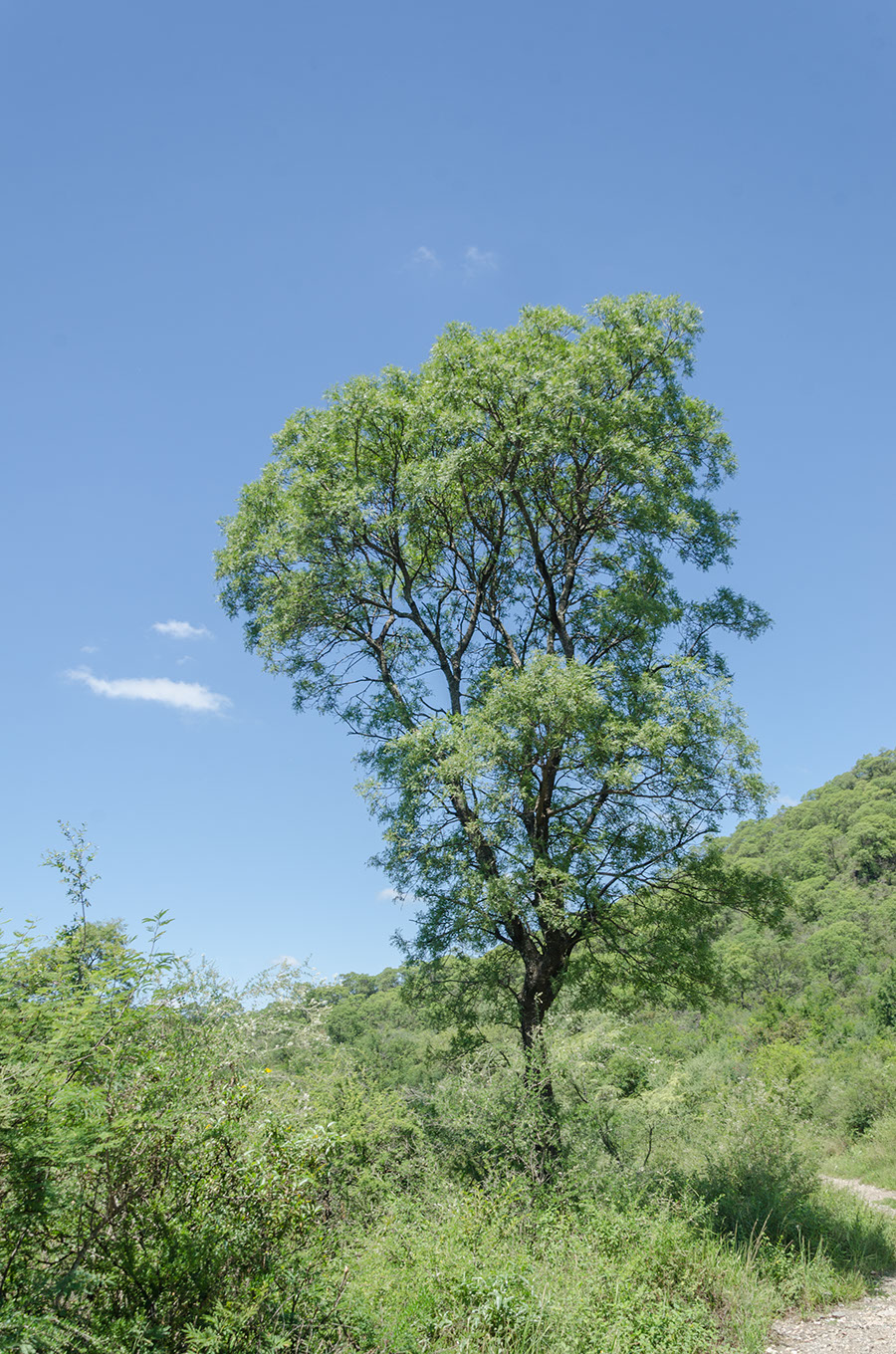Ejemplar solitario, a la vera del camino. 