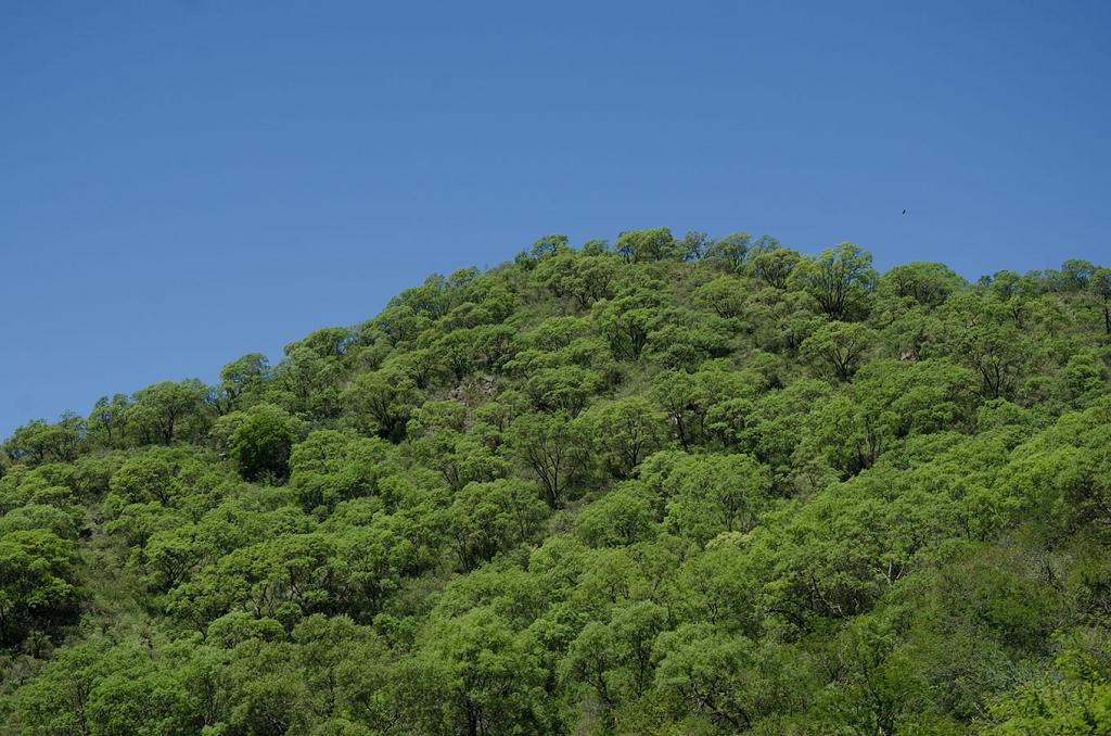 Cerro cubierto por un monte de Horco Quebrachos. Algo digno de ver y lamentablemente, cada vez más raro. 