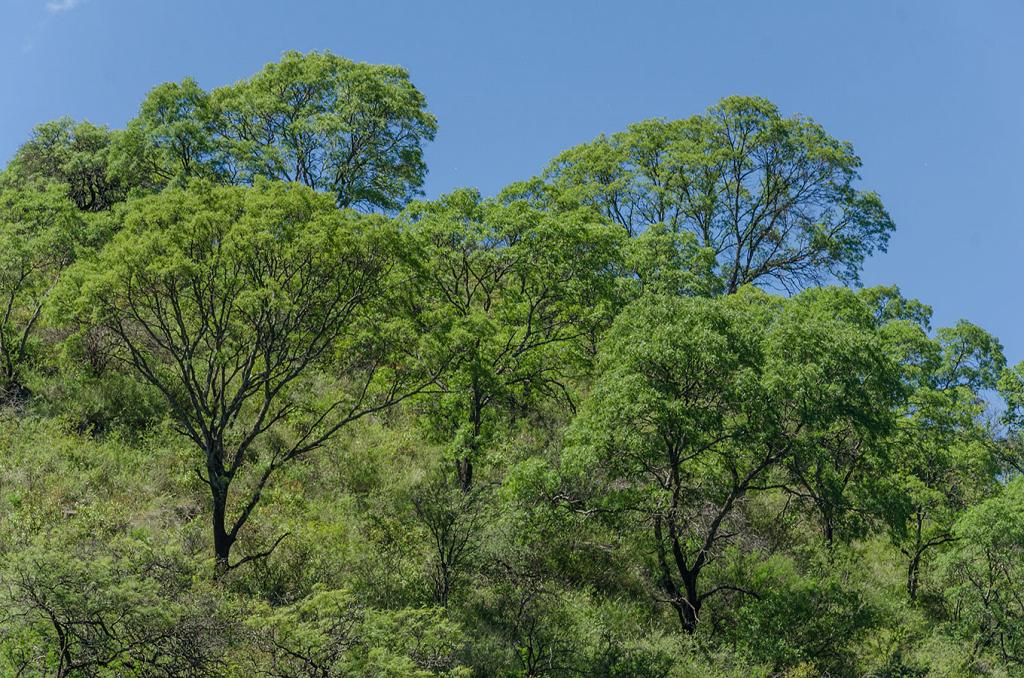 En las cimas de los cerros, se recortan contra el cielo azul las siluetas esbeltas y prolijas de los Horco Quebracho, coronando las cumbres con sus copas lustrosas. 