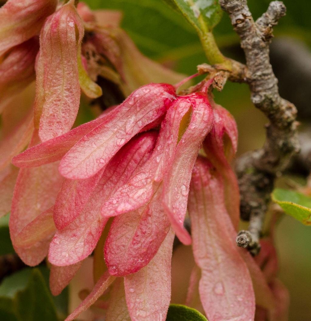 Flor femenina de Manzano del Campo. 

El Manzano del campo es de las pocas especies de árboles nativos de Córdoba en ser Diclino-Dioica. Sus flores son unisexuales. Comparte esta peculiaridad con el Orco Quebracho.   

Aquí vemos la flor femenina (sólo tiene pistilo, no estambre con filamento y antera como una hermafrodita), compuesta por tres sépalos de color blanco rosado. 

Dentro, se aloja la semilla. 