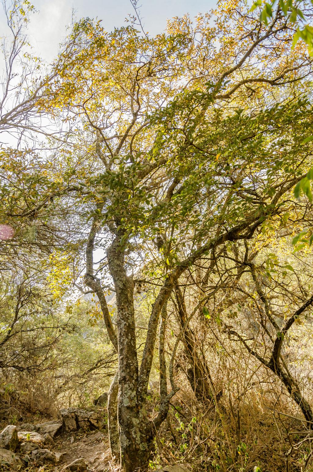 A mitad del invierno, este Manzano del Campo, con sus hojas mustias y amarillas, se funde con la tarde, en un dorado encantamiento de oro, como abismado en un fanal de luz macilenta y moribunda.