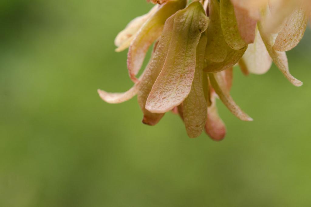 Flor femenina de Manzano del Campo. 

En este caso, la flor es de color blanco amarillento. En la fotografía anterior, era de color blanco rosado. La variedad de colores con los que florece este arbusto alegra la monocromía verde del monte serrano en verano.

Como se trata de la flor femenina, es la que tiene el pistilo, y que recibe el polen, el cual entra por el estigma, baja por el estilo, y fecunda el óvulo, dentro del ovario, que luego se convierte en la semilla.