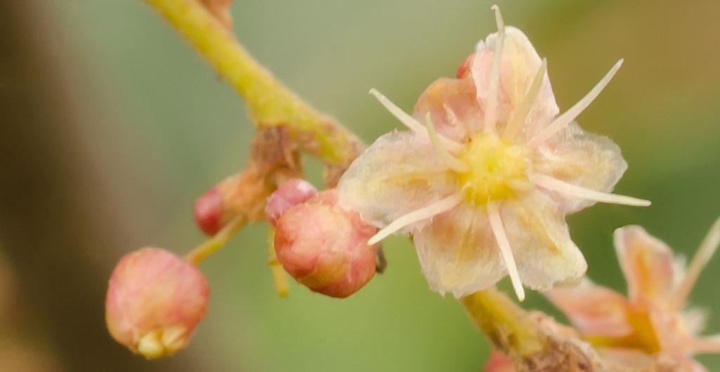 Flor masculina de Manzano del Campo. 

Pese a ser pequeñísima y medir apenas 4 mm. de diámetro, gracias a esta fotografía macro, observamos con extremo detalle la flor. Es masculina pues tiene Androceo, compuesto por 9 estambres, con filamentos y anteras correspondientes.

Si miras con detenimiento, se notan 6 tépalos en el perianto, que forman como una estrella, y 9 estambres en total, 6 en el verticilo exterior y 3 en el interior. 
