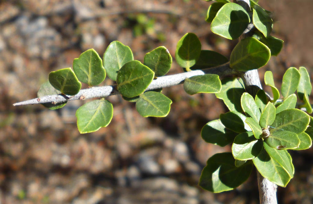 Hoja de Moradillo