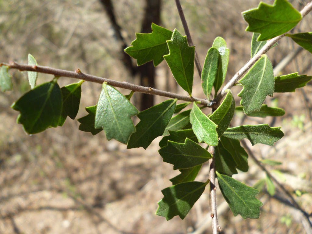 Hoja con forma de troquel de Moradillo. 