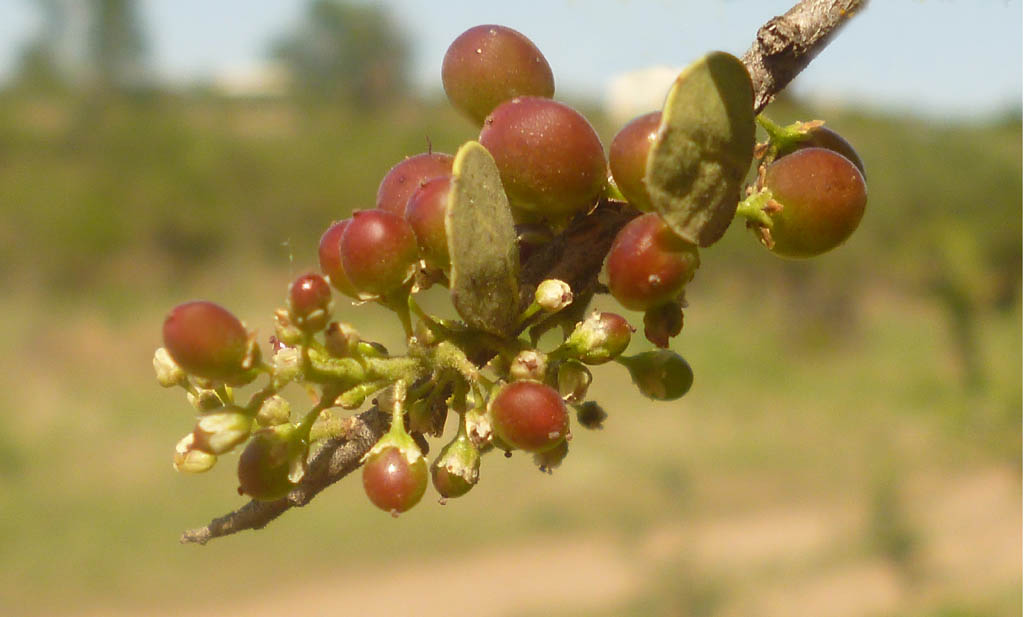Fruto verde de Moradillo