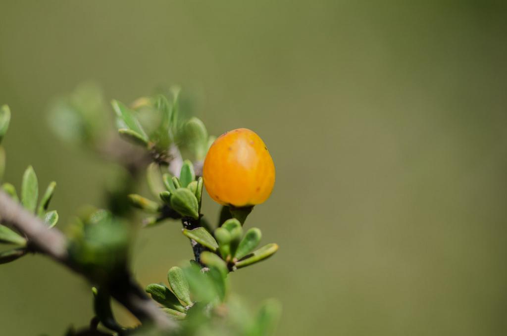 Fruto del Piquillín, en su madurez plena.
Los colores negro, rojo y naranja son los más comunes. El amarillo, como en este caso, es menos frecuente.