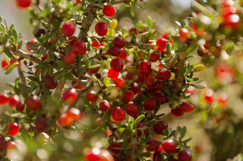 El Piquillín es famoso por su fruto comestible, dulce y sabroso, con el que se hace arrope.
Aquí, un ejemplar que, pródigo, está colmado de fruto, para fruición de los pájaros.