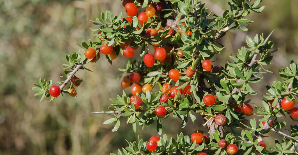 El Piquillín debe competir con otras especies para llamar la atención de los dispersores de su semilla, y así poder perpetuar su linaje en el tiempo. 

Ofrecer un fruto dulce, sabroso y jugoso, publicitado por un color rojo intenso que contrasta vivamente con el verde opaco de sus hojas y el gris ceniciento de su ramaje, es su estrategia para ser competitivo en un mercado lleno de competidores que pujan por captar la atención y atraer a los mismos pájaros.